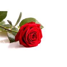 Single Rose